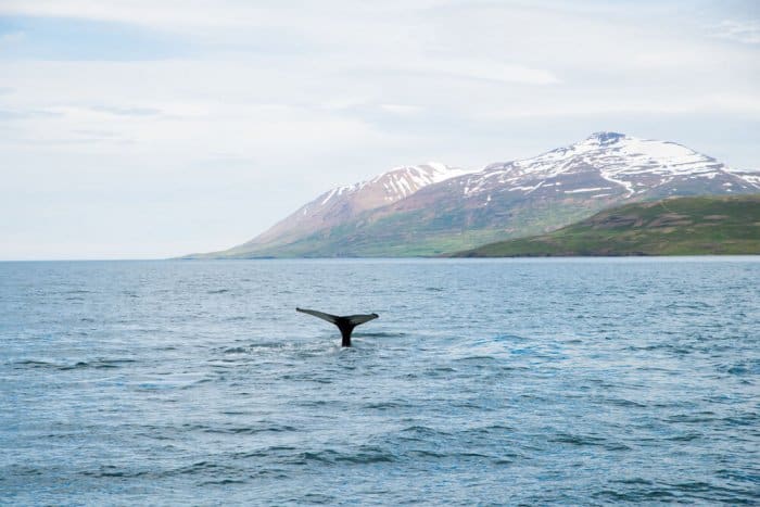Whale tail in Akureyri, North Iceland