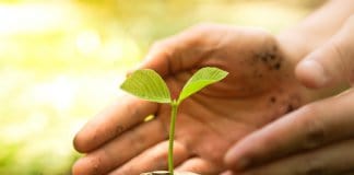 Man protecting small plant showing sustainable tourism in Iceland