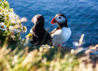 A puffin with his mate in a cliff