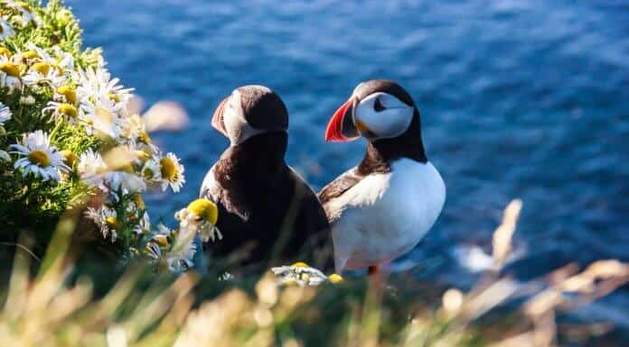 A puffin with his mate in a cliff