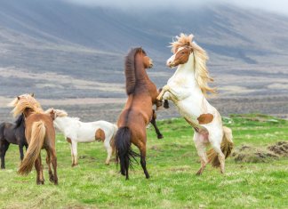 Icelandic Horses: a Spirited and Noble Breed Icelandic horses in the meadows