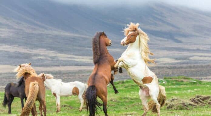 Icelandic horses in the meadows