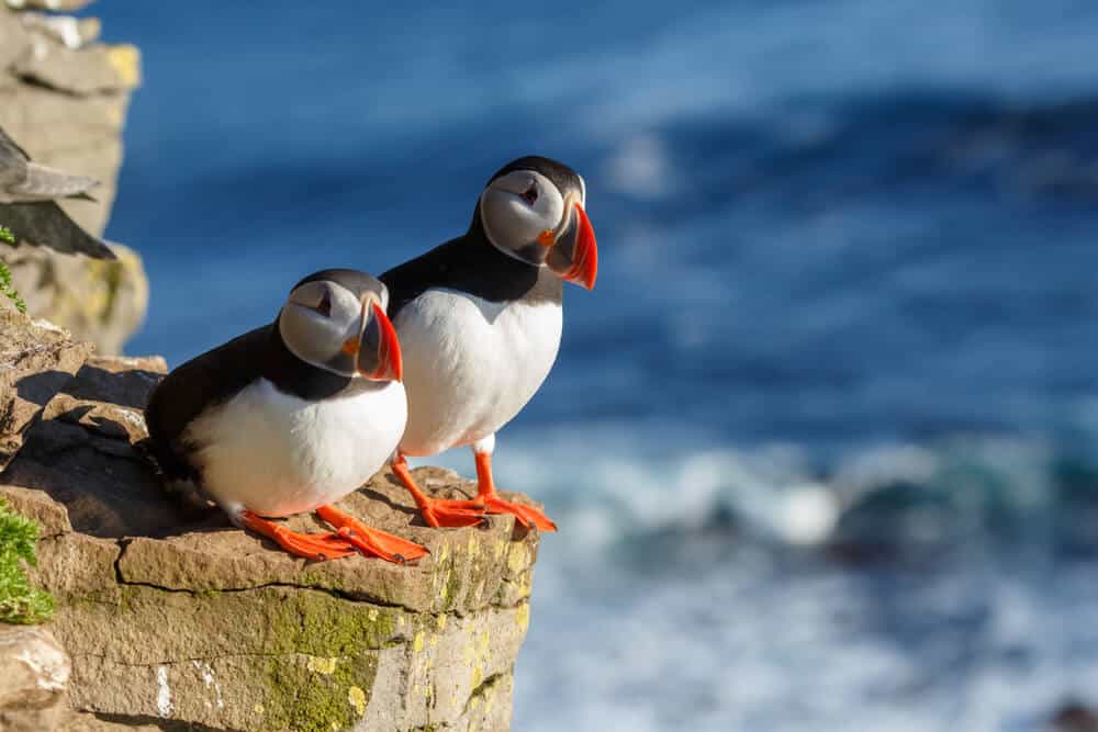 A couple of Iceland's puffin birds on a cliff