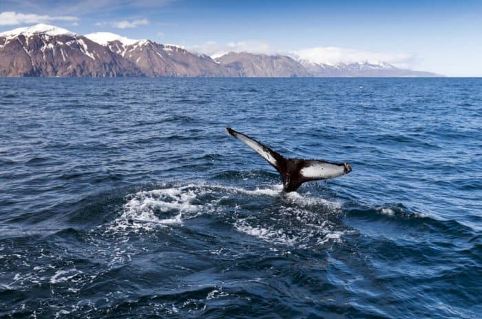 A whale watching excursion should be included during your 24 hours in Reykjavik
