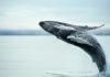 Whale watching in Iceland near Húsavik