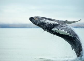 Whale Watching in Iceland: Everything You Need to Know Whale watching in Iceland near Húsavik