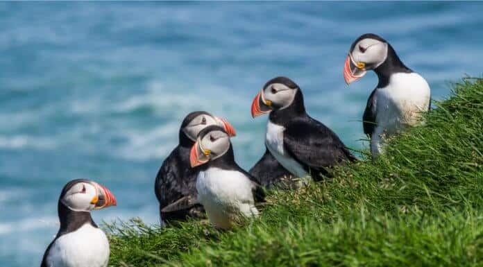 Group of puffins wildlife and animals in Iceland