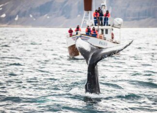 Whale watching in September